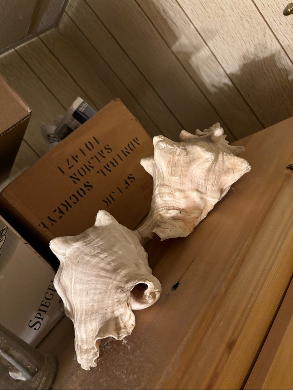 LARGE Natural Sea Shells - Conche